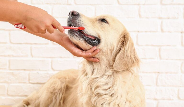 Golden Retriever dog having their teeth brushed
