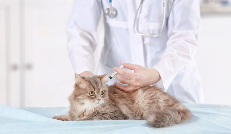 Cat having tick preventative administered by vet