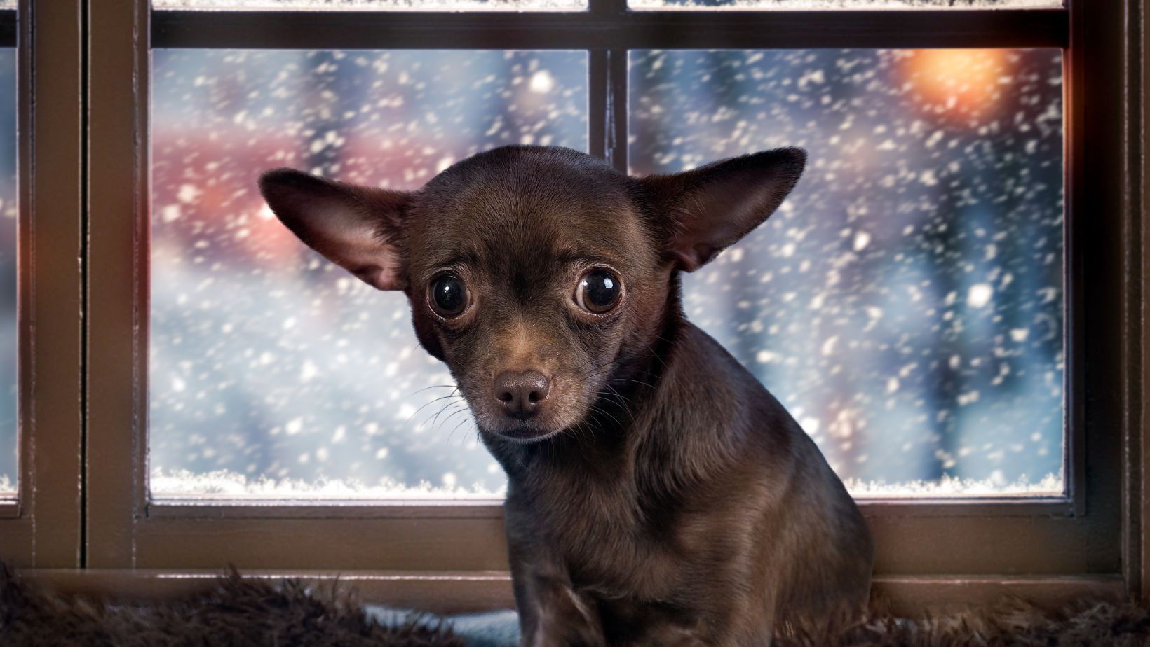 Dog looking scared during thunderstorm