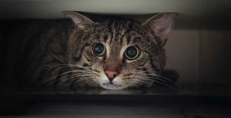 Cat hiding under furniture during thunderstorm