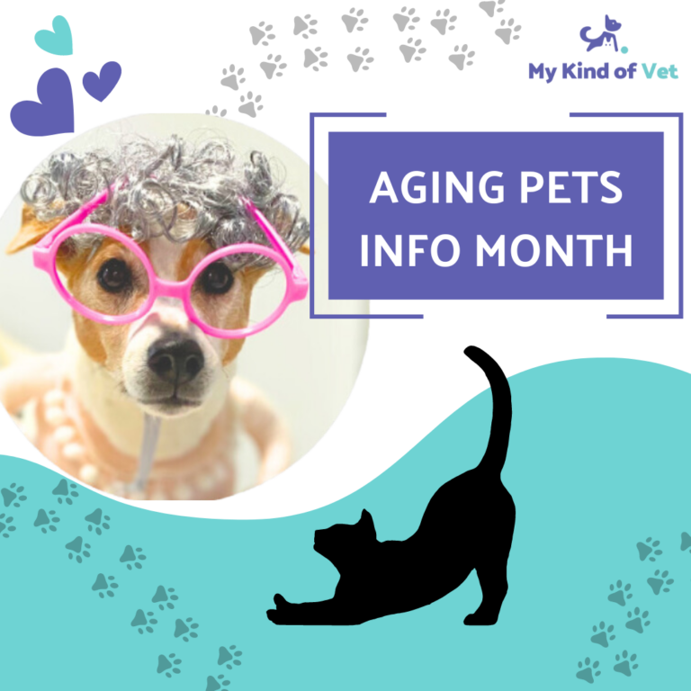 Pet Care For Old Pets
