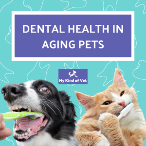 Dental Health Care For Old Pets