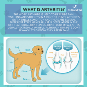 Older Pet Arthritis Treatments