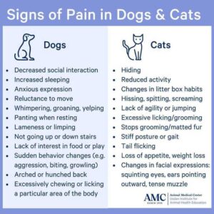 Signs Of Pain in Dogs & Cats