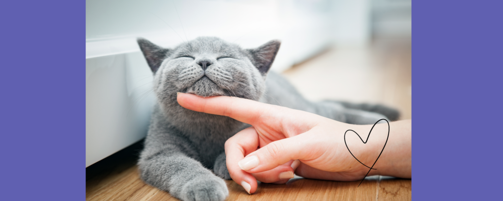 My Kind of Vet storefront