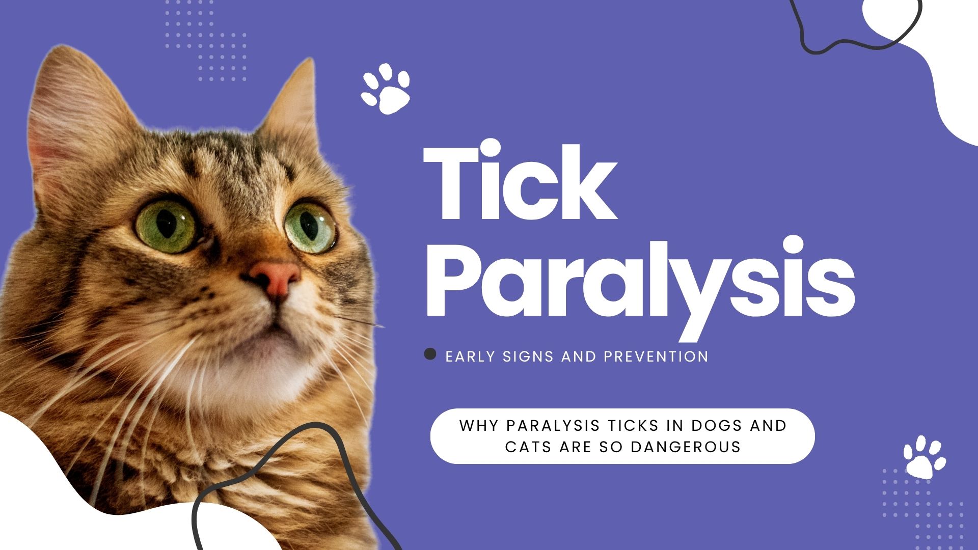 paralysis ticks in dogs and cats Gold Coast