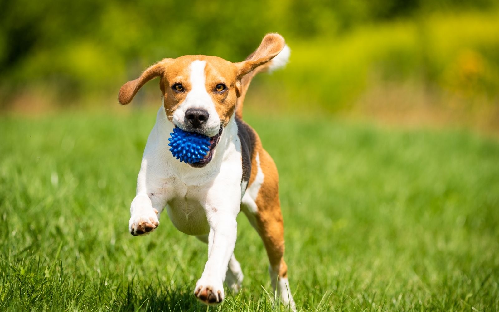 Dog running with a ball