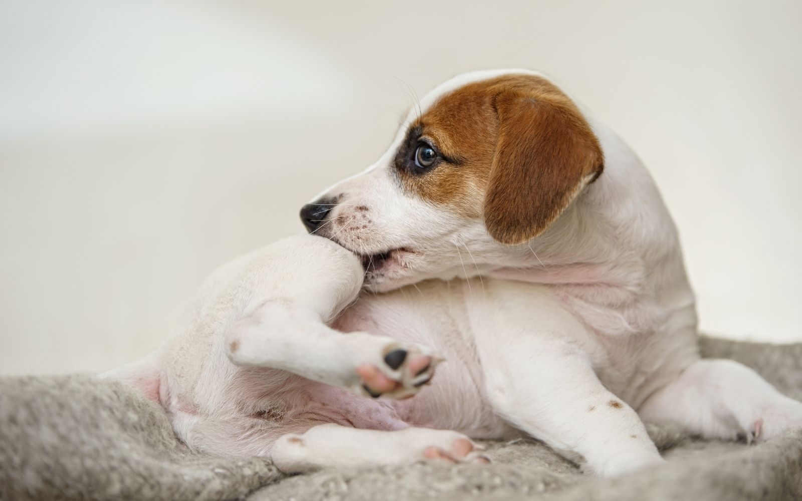Dog scratching its skin from fleas