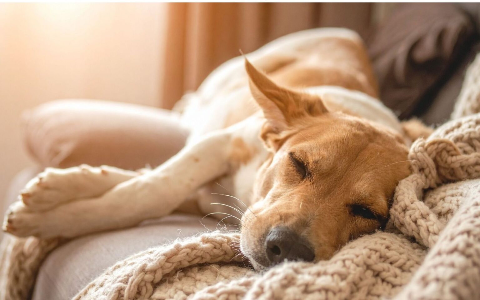 Calming Medication for Pets During Storms