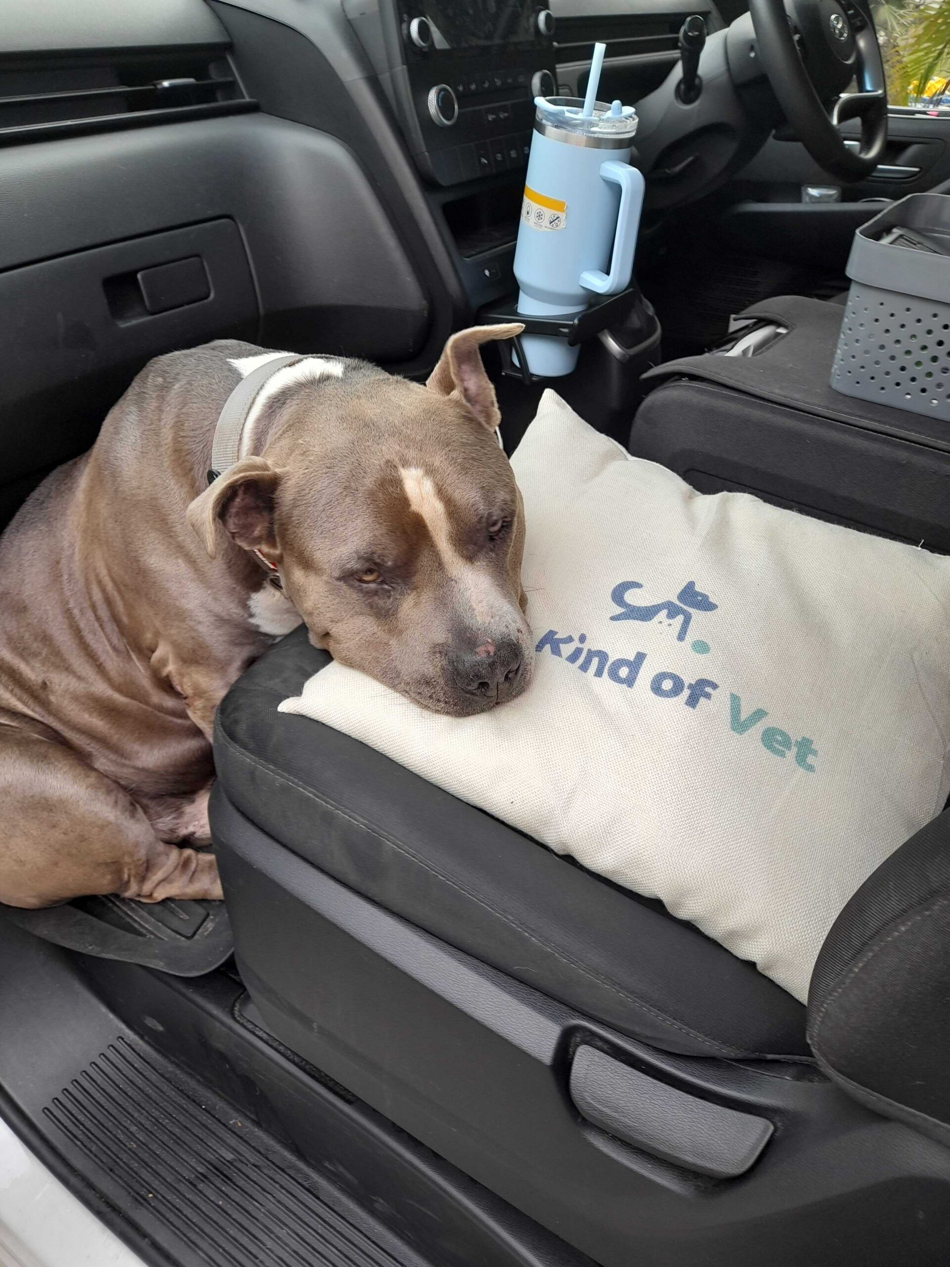 Calm dog resting comfortably during home visit