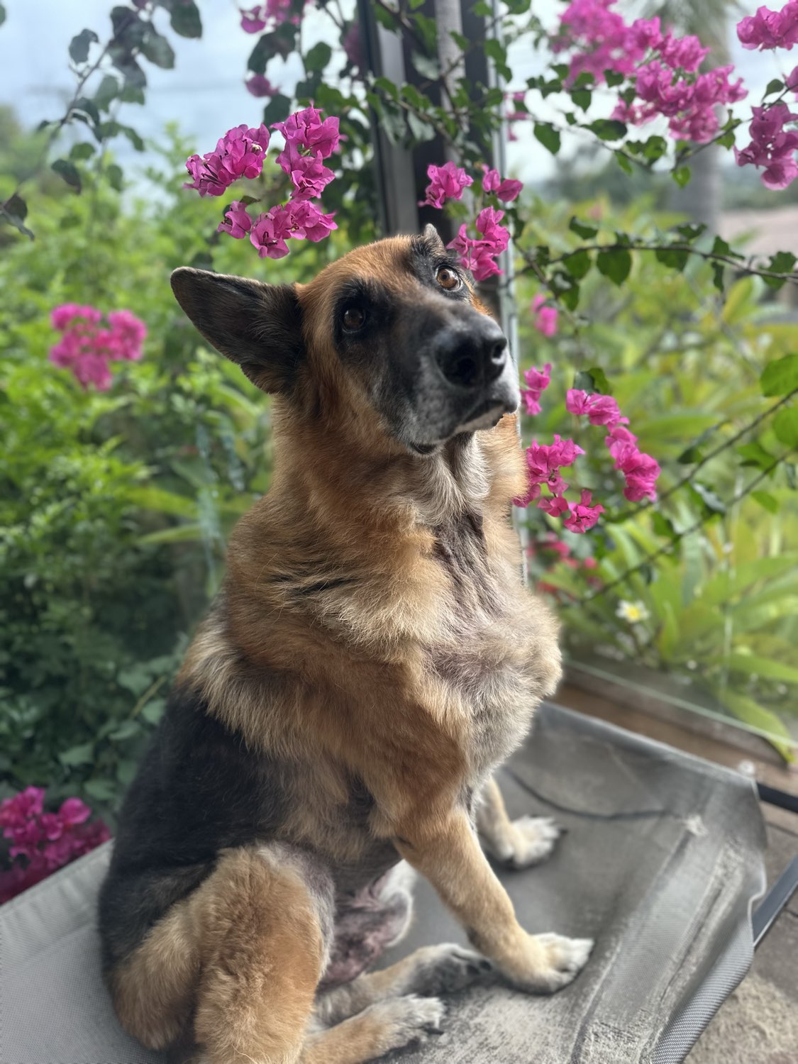 Senior pet receiving gentle care during a home visit