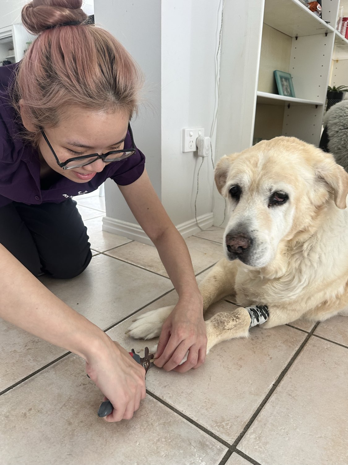 Dr Melody clipping a dog's nails at home